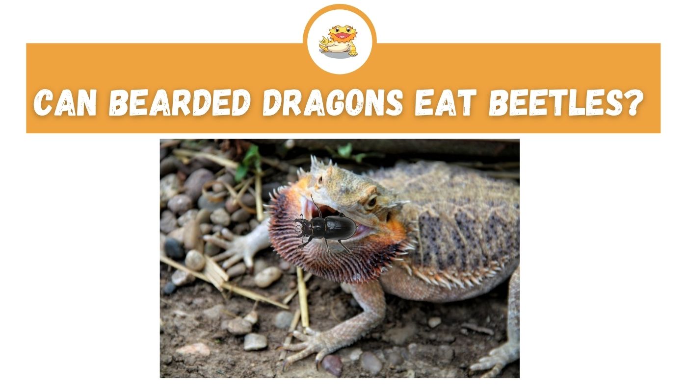 Can Bearded Dragons Eat Beetles? - The Bearded Dragon Expert