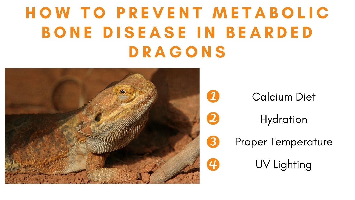 how-to-prevent-metabolic-bone-disease-in-bearded-dragons-the-bearded