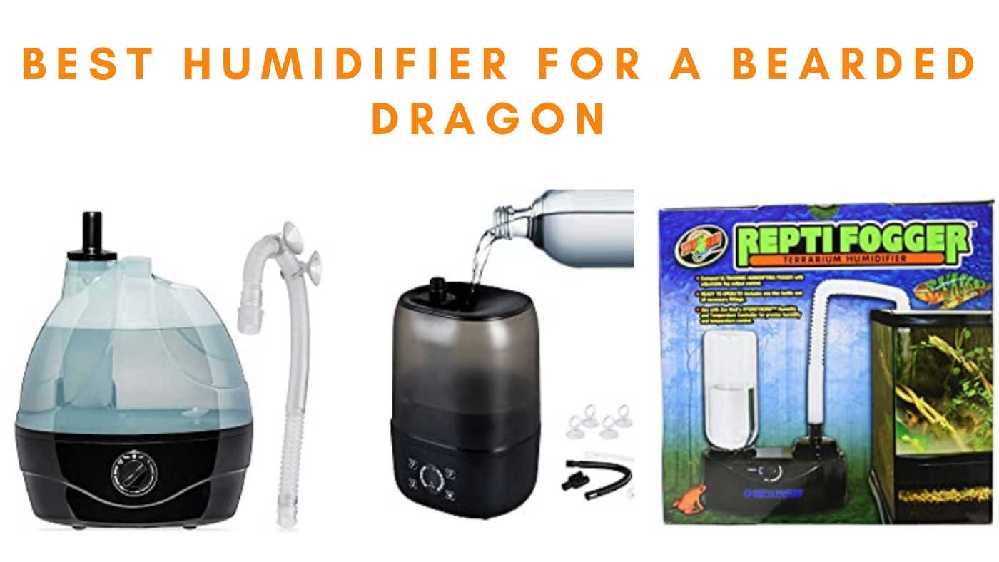 Best Humidifier for a Bearded Dragon The Bearded Dragon Expert